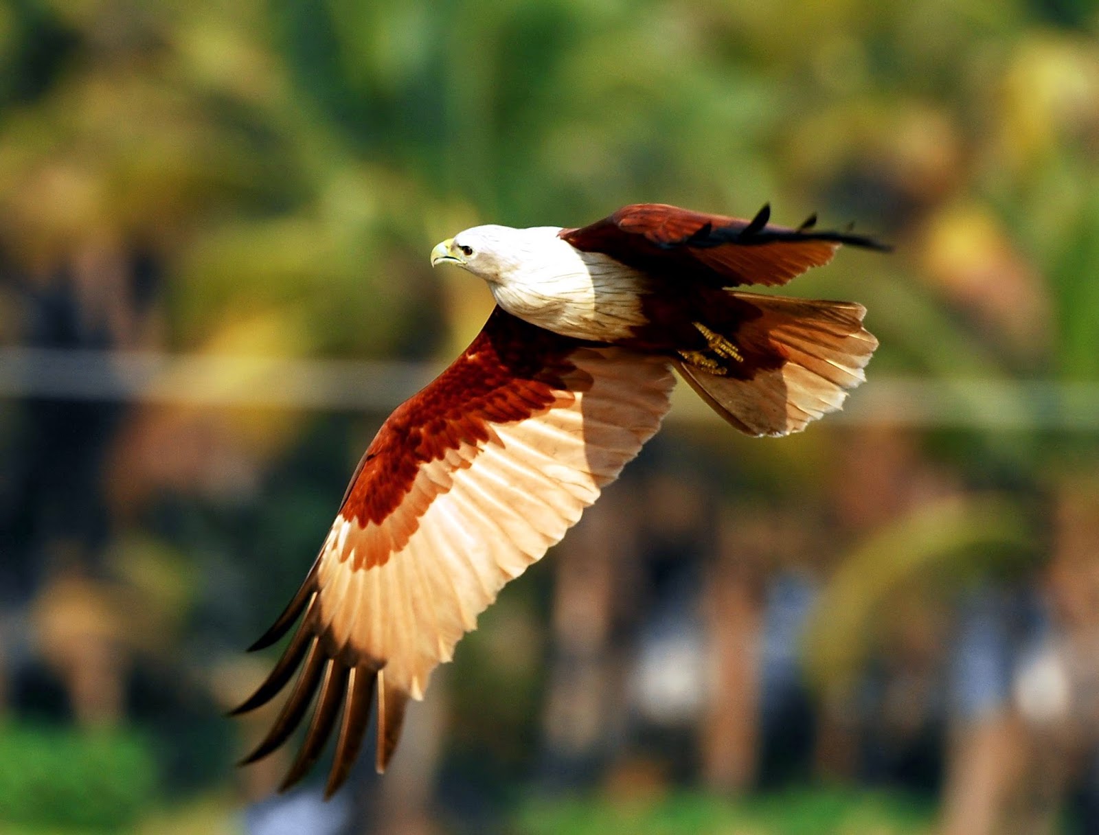 THE EAGLE'S NEST The Brahminy Kite India