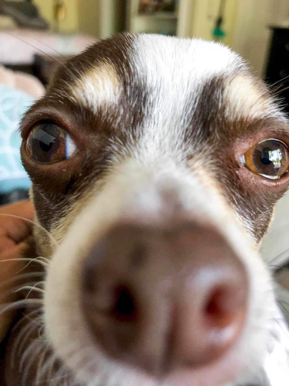 Florida Dog Walkers and Pet Sitters Miami Doggie Daycare & Boarding