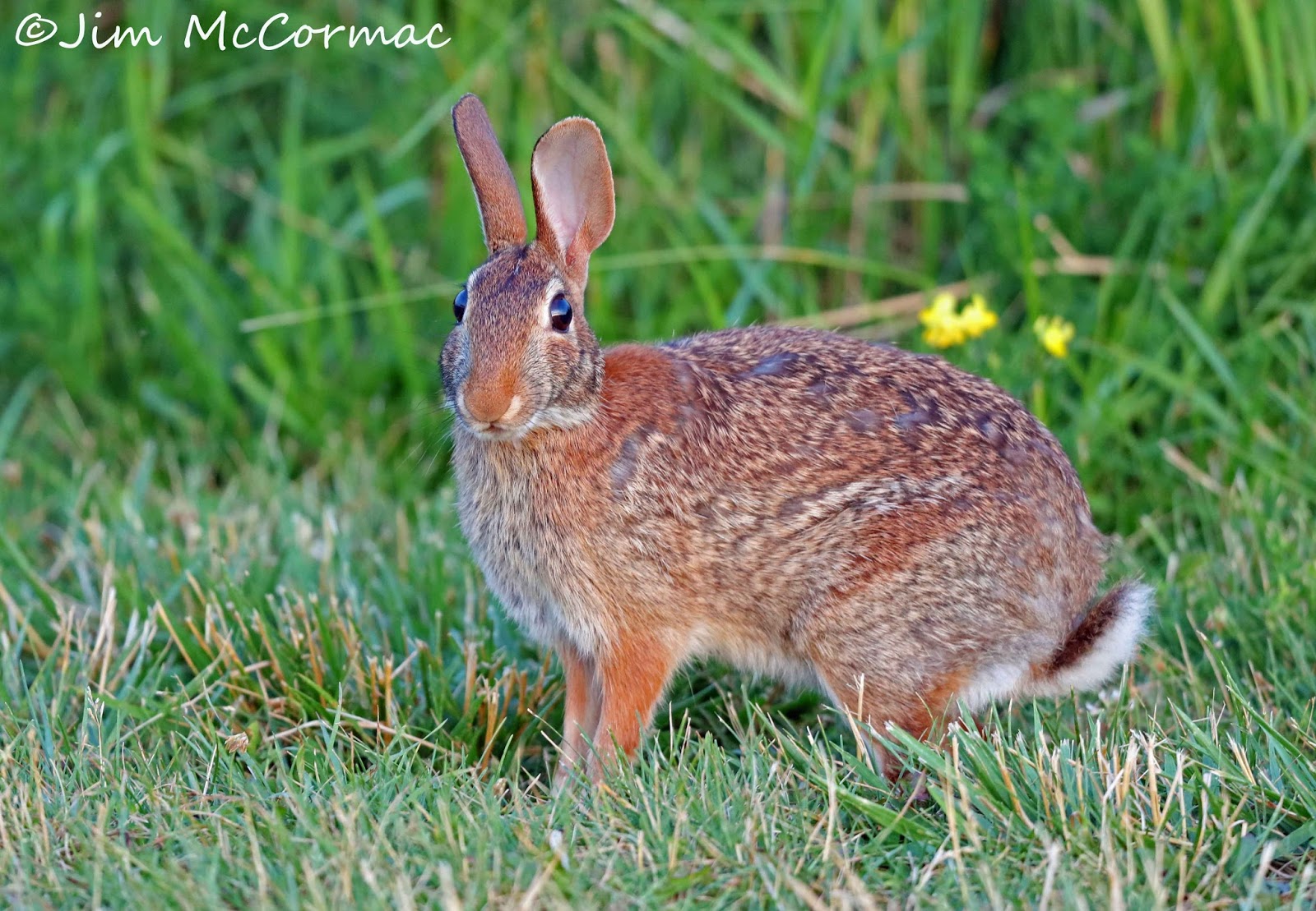 Ohio Birds and Biodiversity Teeming with rabbits