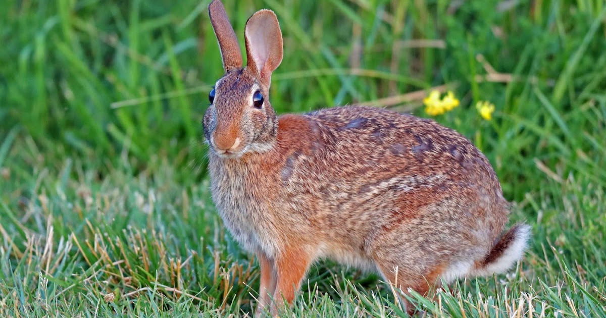 Ohio Birds and Biodiversity Teeming with rabbits