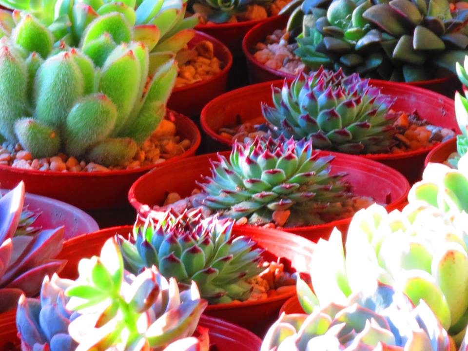 Succulents Cebu and Cactus Collection Cassiel's Succulent World