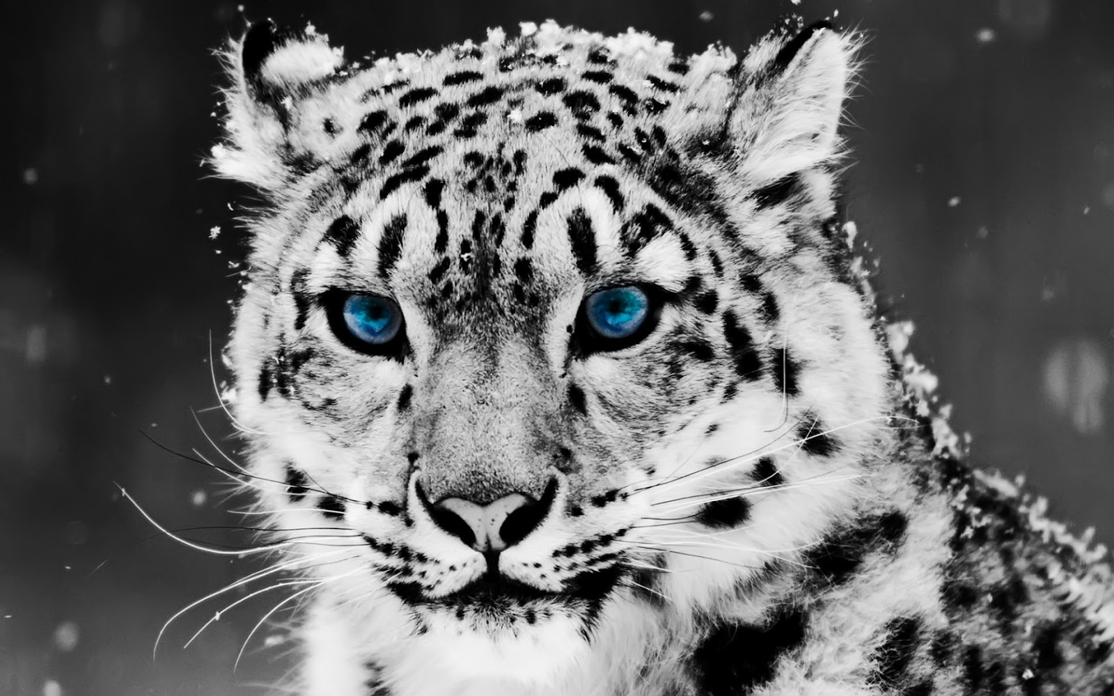 Sorry Leopard previews wallpaper: Sad Leopard in forest