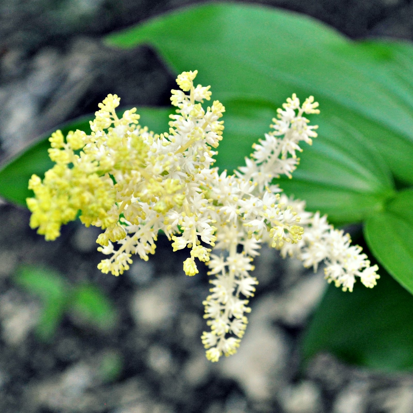 Koot Blog little indian girls