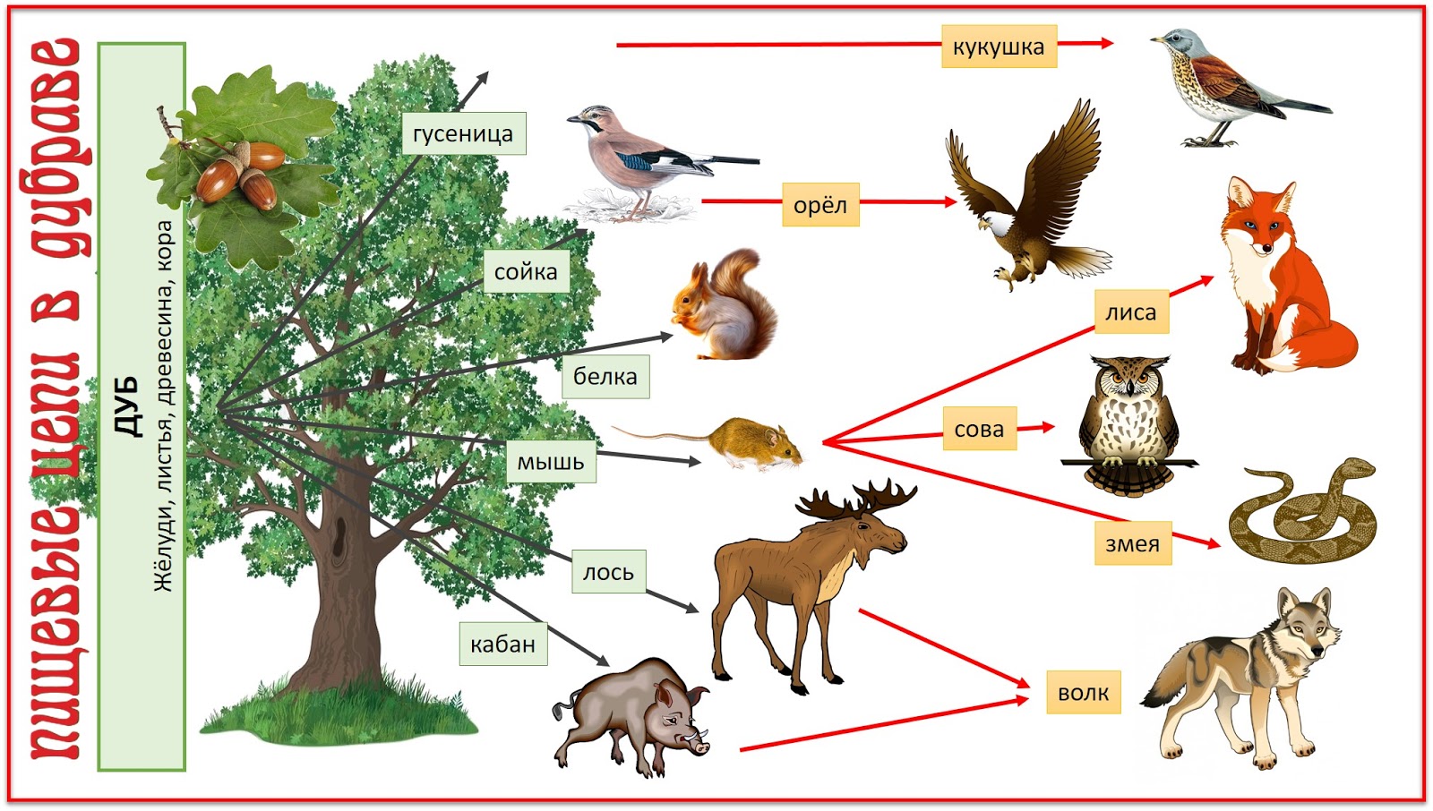 Кроссворд взаимосвязь организмов в природном сообществе. Пищевая связь в Лесном сообществе. Цепь питания в лесу. Цепочка питания живых организмов. Цепь питания лесных обитателей.
