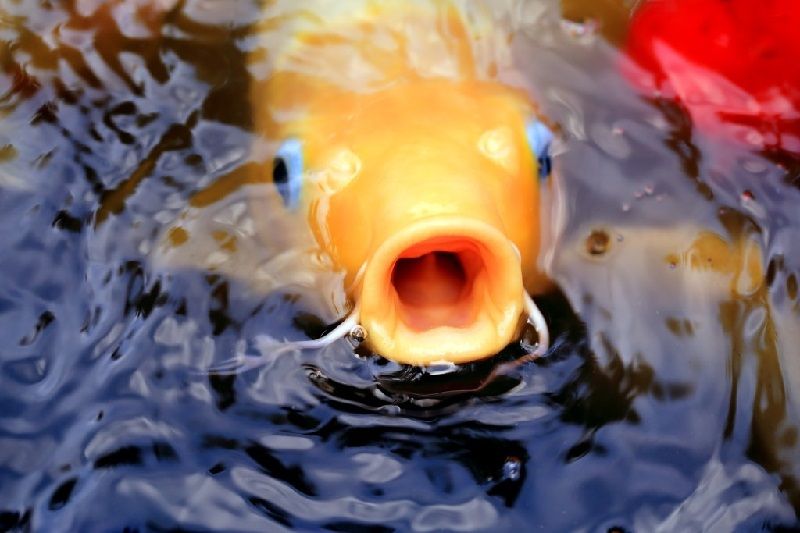 Ciri Ciri Ikan Hias sakit Atau Stres Gambar Ciri Ciri Ikan Hias sakit Atau Stres-Ikan Koi Megap Megap Di Permukaan Air