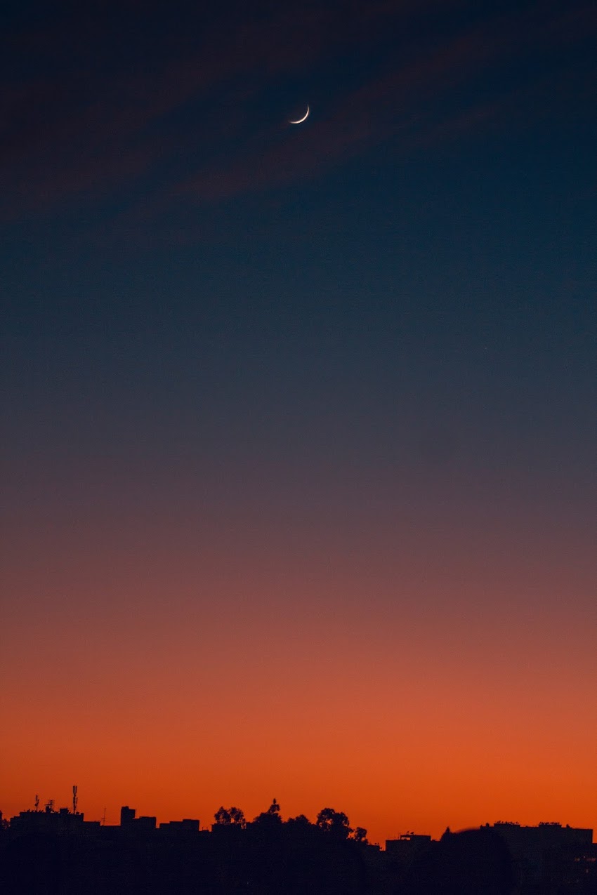 Silhouette Of Trees During Sunset Silhouette Of Trees During Sunset