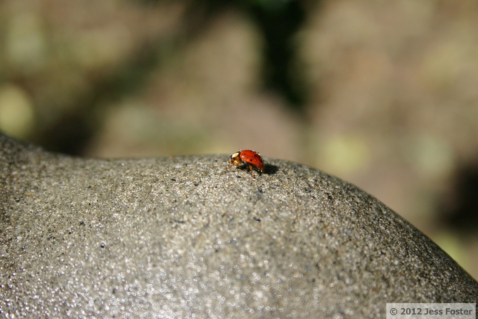Sluggin' Along: Swimming Ladybug - Hemolymph Hypothesis