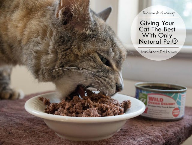 Review & Giveaway: Giving Your Cat The Best With Only Natural Pet®