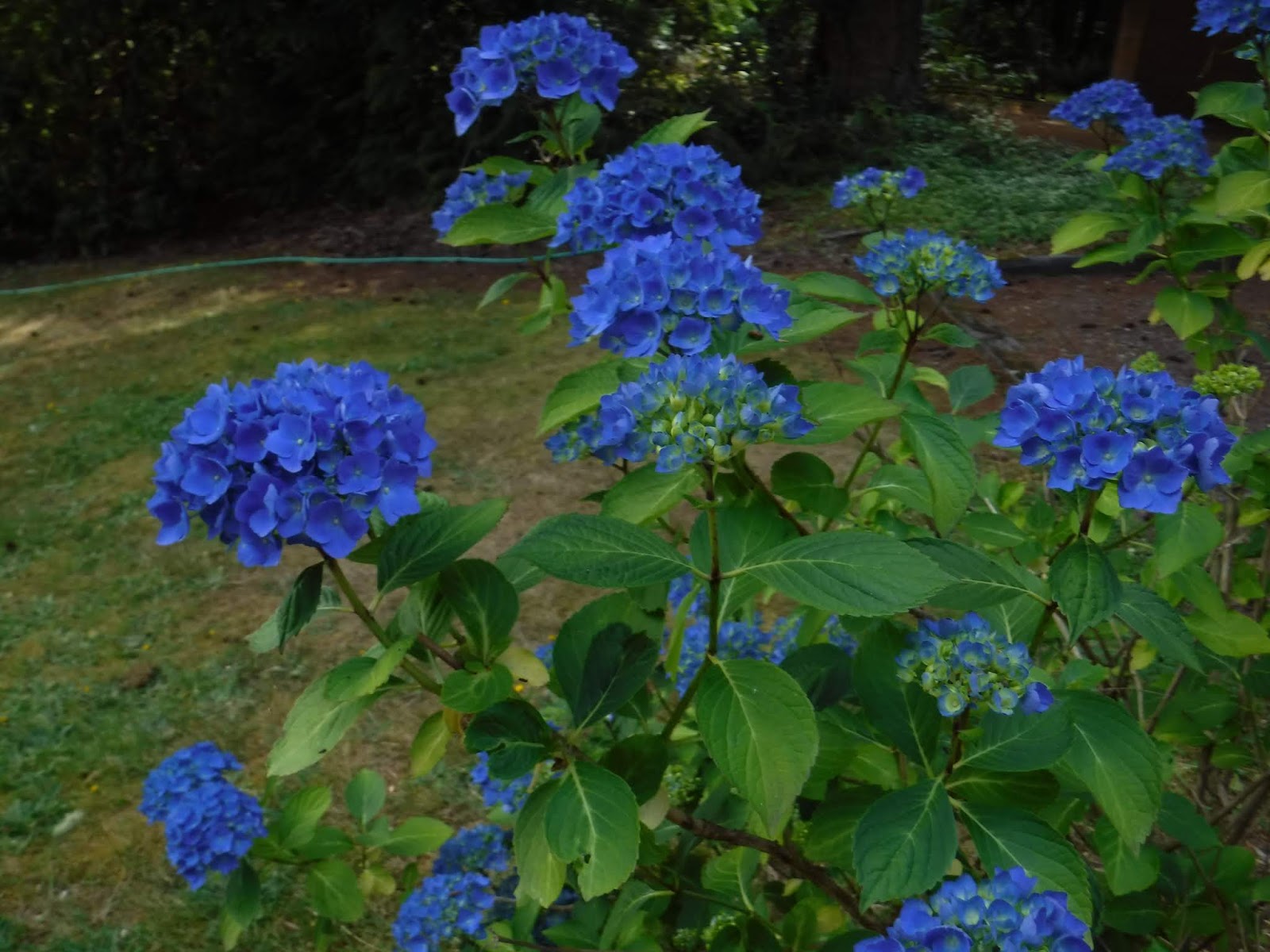 R and R travels Flowers that Thrive on Neglect