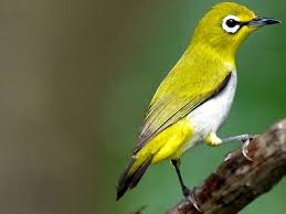 Burung Pleci Full Isian Mp3 2017 Manuk