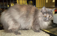 2/5/12 Young Grey Cream Long Haired Cat at Kill Shelter, Robeson County Animal Shelter St Pauls, NC