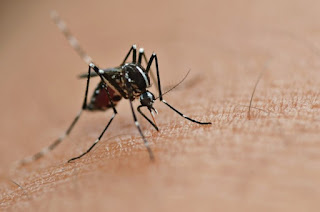 Cómo se pueden evitar el zika, el dengue y la chikungunya.