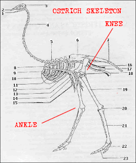 ostrich skeleton