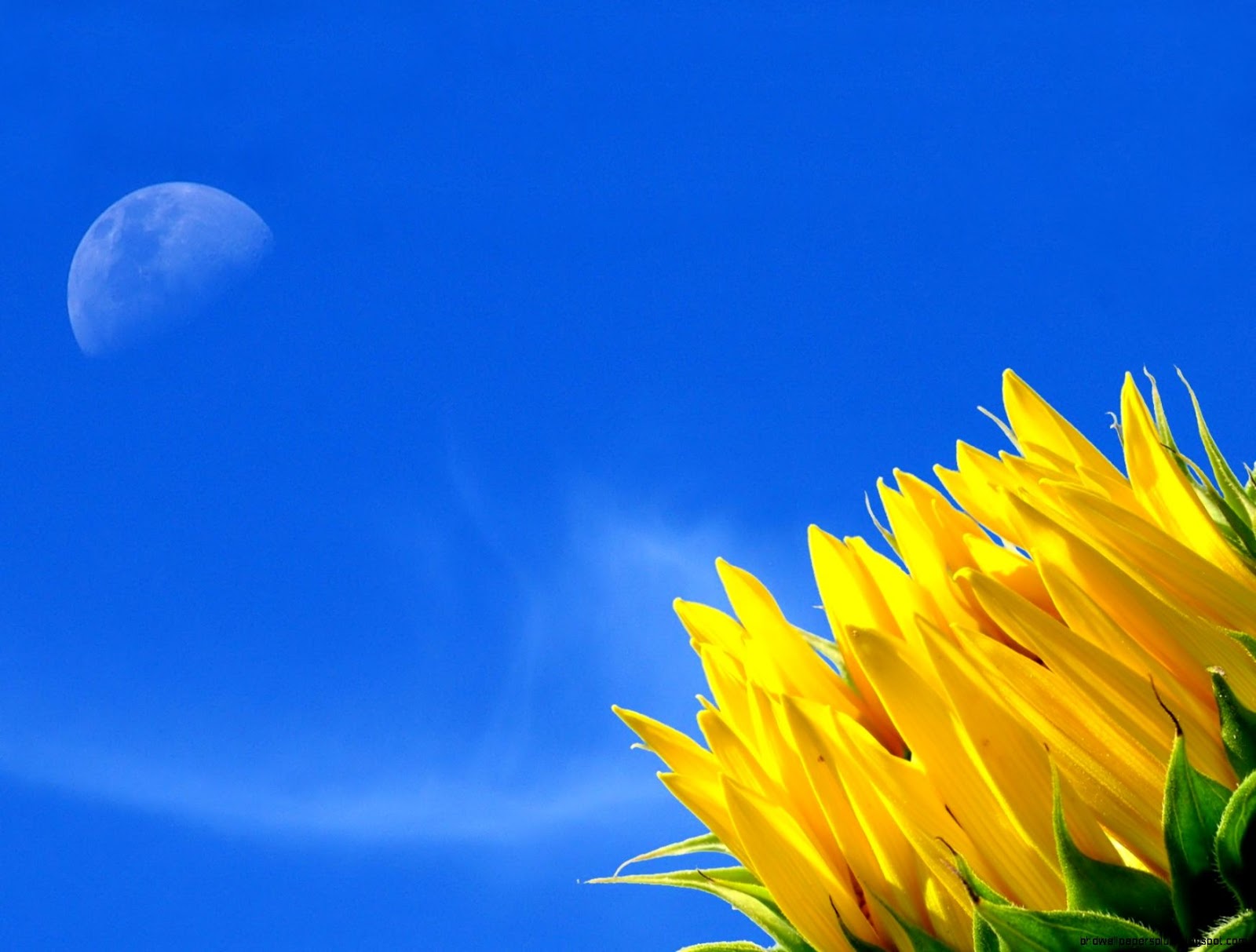 Blue Flowers Desktop Wallpaper