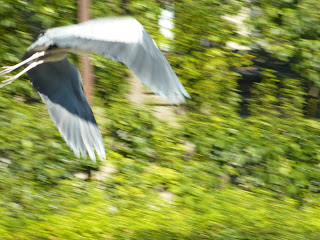 An attempt to catch a bird in mid-flight. The shop is blury but you can see the bird.  Taken at the Sorakuen gardens, Kobe