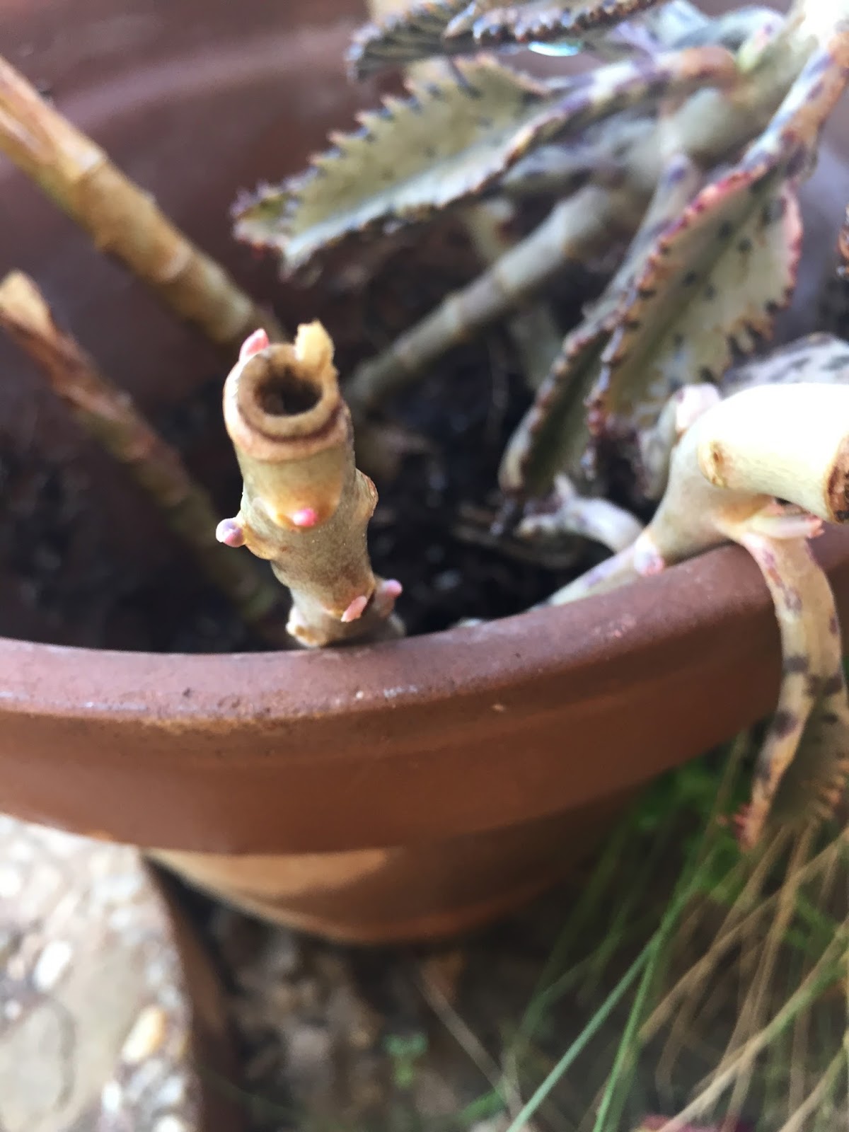 Succulent Succulence Deadheading SUCCESS!
