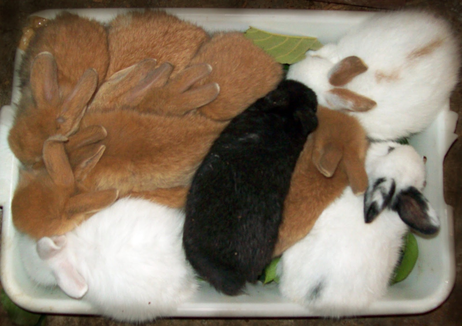 Coelhos Peludos e Fofos GESTAÇÃO COMPLETA COELHA COM CRIA O QUE FAZER?