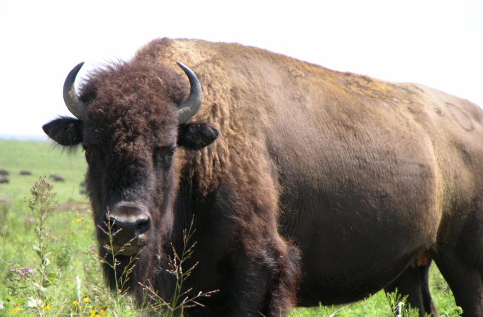 Buffalo Animal Wildlife buffalo-animal-wildlife