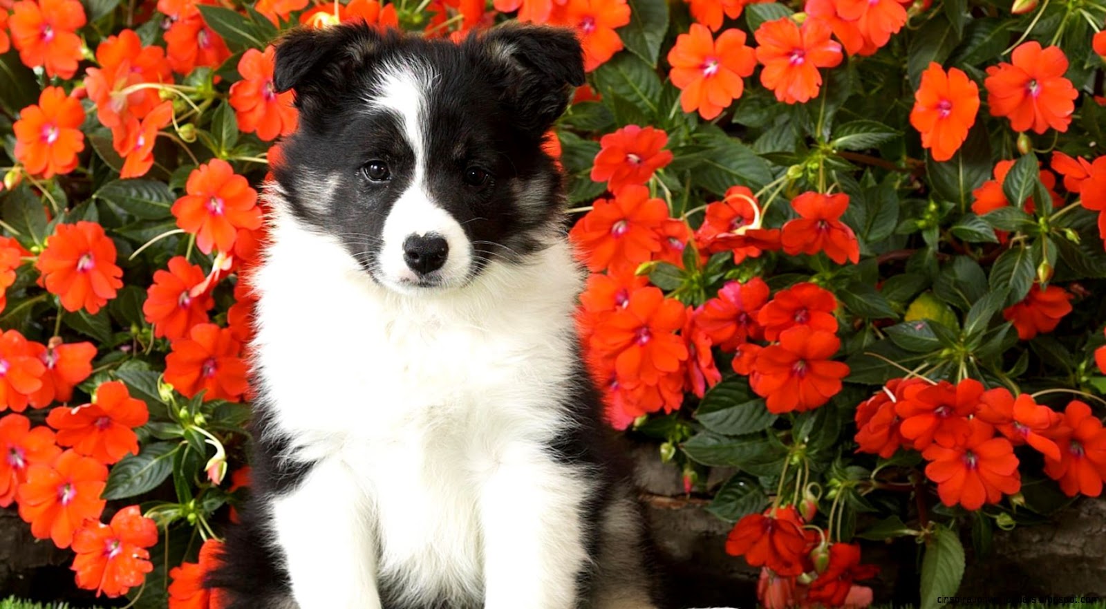 Shetland Sheepdog Puppy
