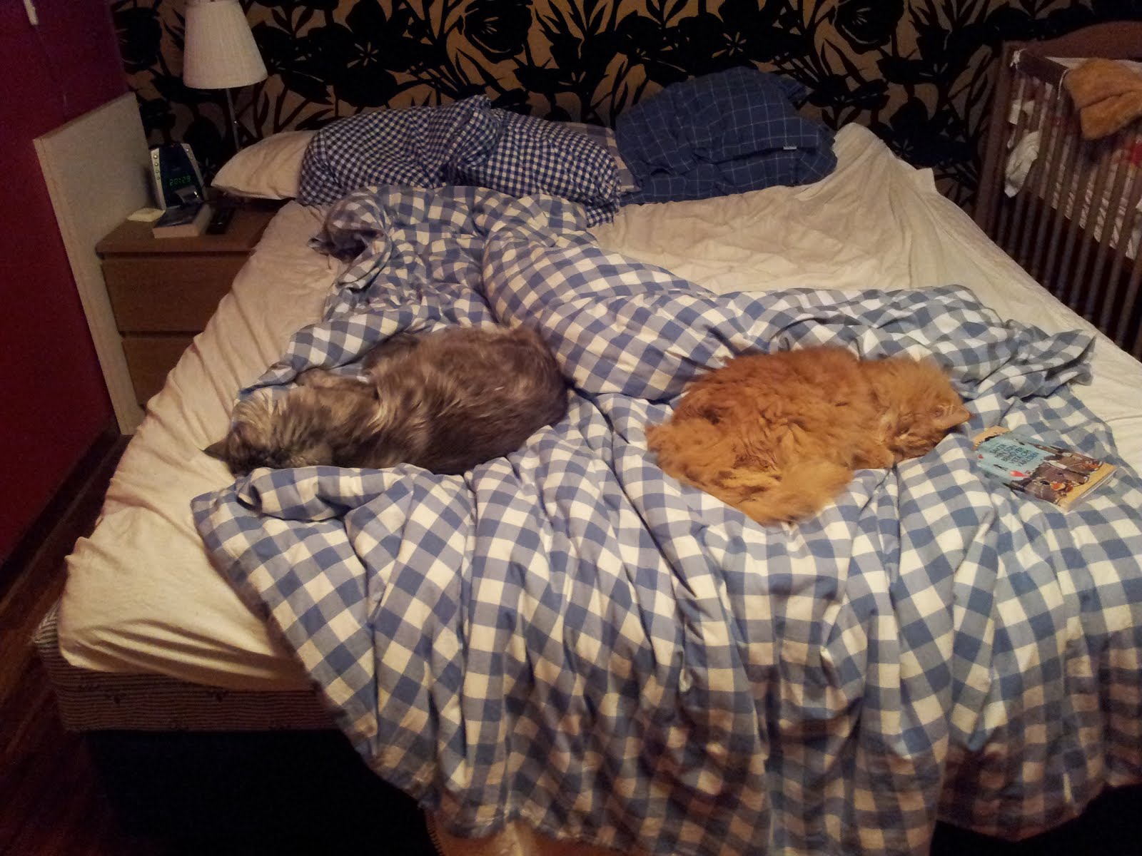 Zammy och Mille ockuperar sängen
