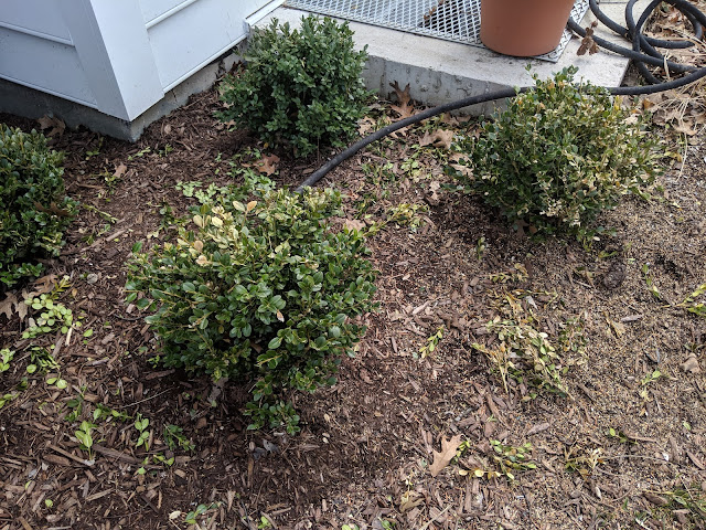 White Swan Properties Blogspot Boxwoods For Ontario Landscapes