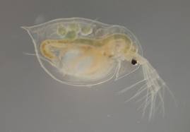 daphnia sea monkeys daphnia sea monkeys