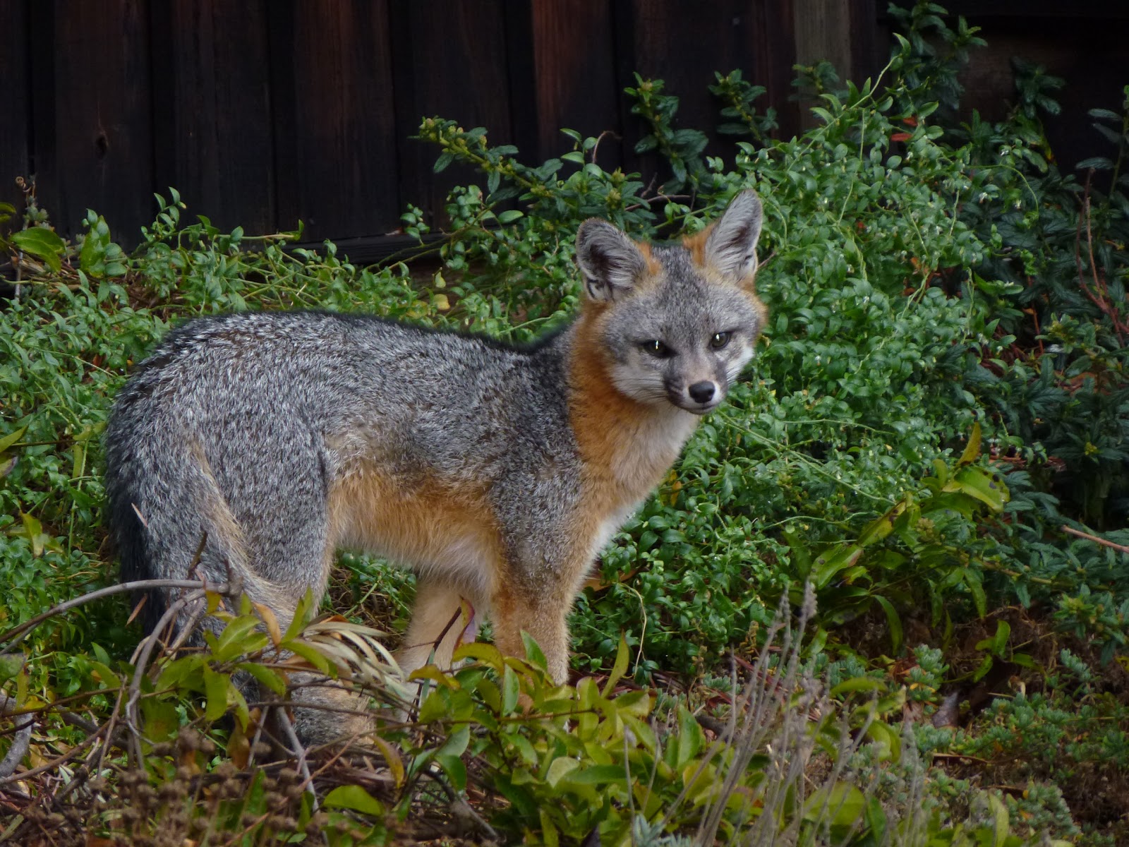 Just a Substitute Teacher..... Grey Fox?