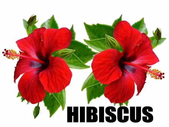 Hibiscus Uses for Hair : Benefits in Hair loss, Hair fall, Hair regrowth