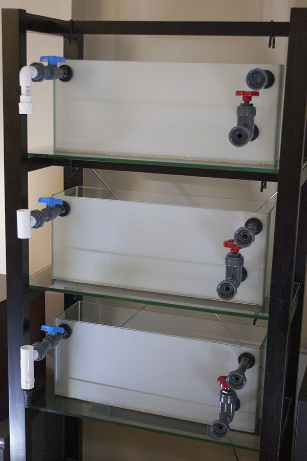 Bookshelf of Aquariums I Tanks & Bookshelf Everything Bends