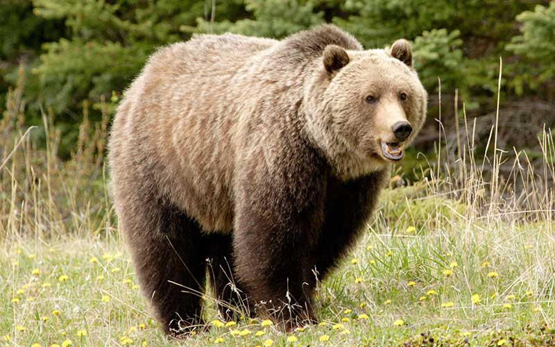 Red Animal ONG : Conozca los 8 tipos de oso en el Mundo Red Animal ONG : Conozca los 8 tipos de oso en el Mundo
