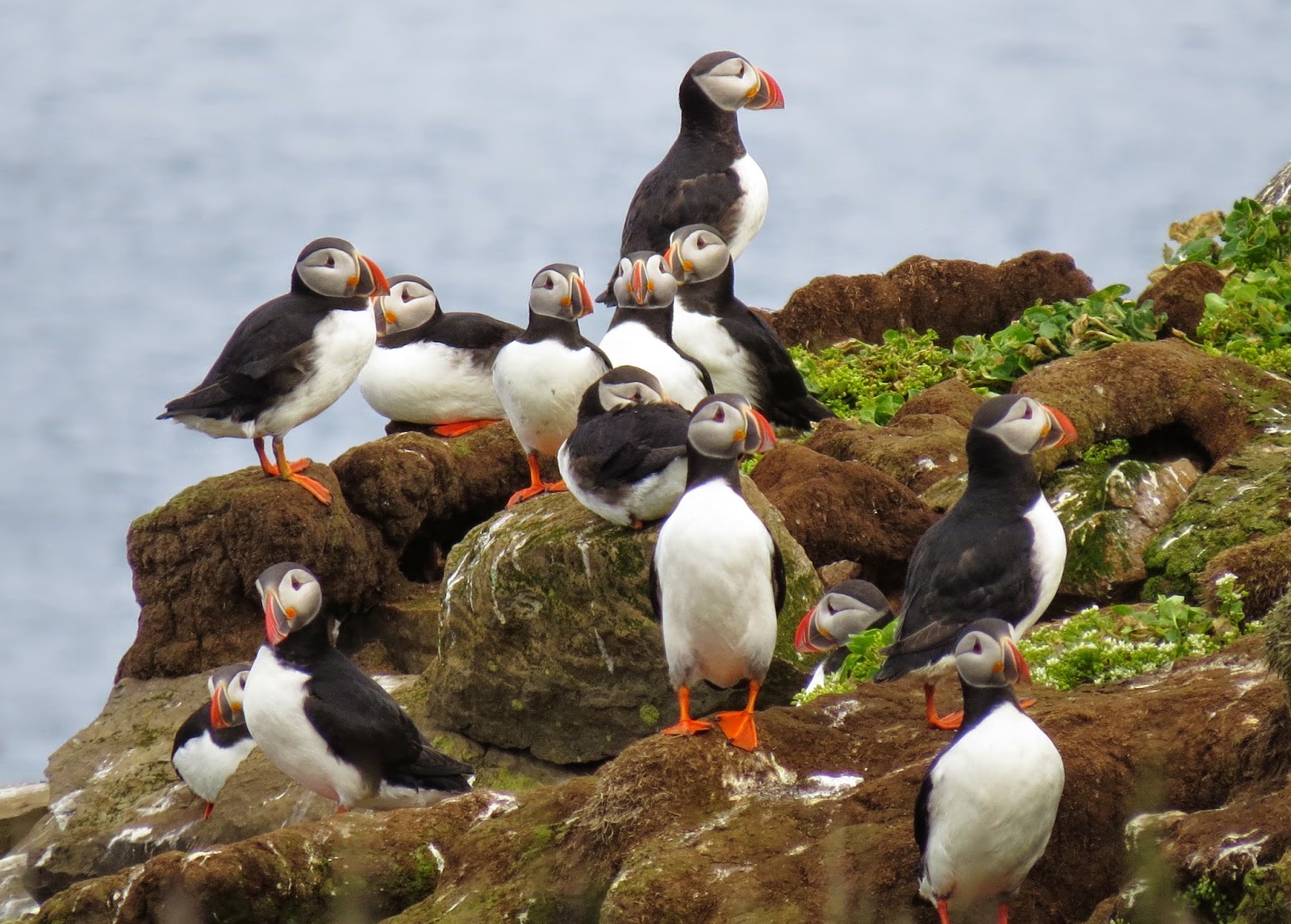 Puffin And Friends Puffin ニシツノメドリ