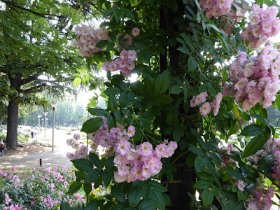 靭公園（うつぼこうえん）のバラ園 Utubo Rose Garden
