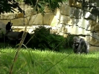 Imagenes graciosas gifs y mujeres hermosas tachido.mx lawaloca