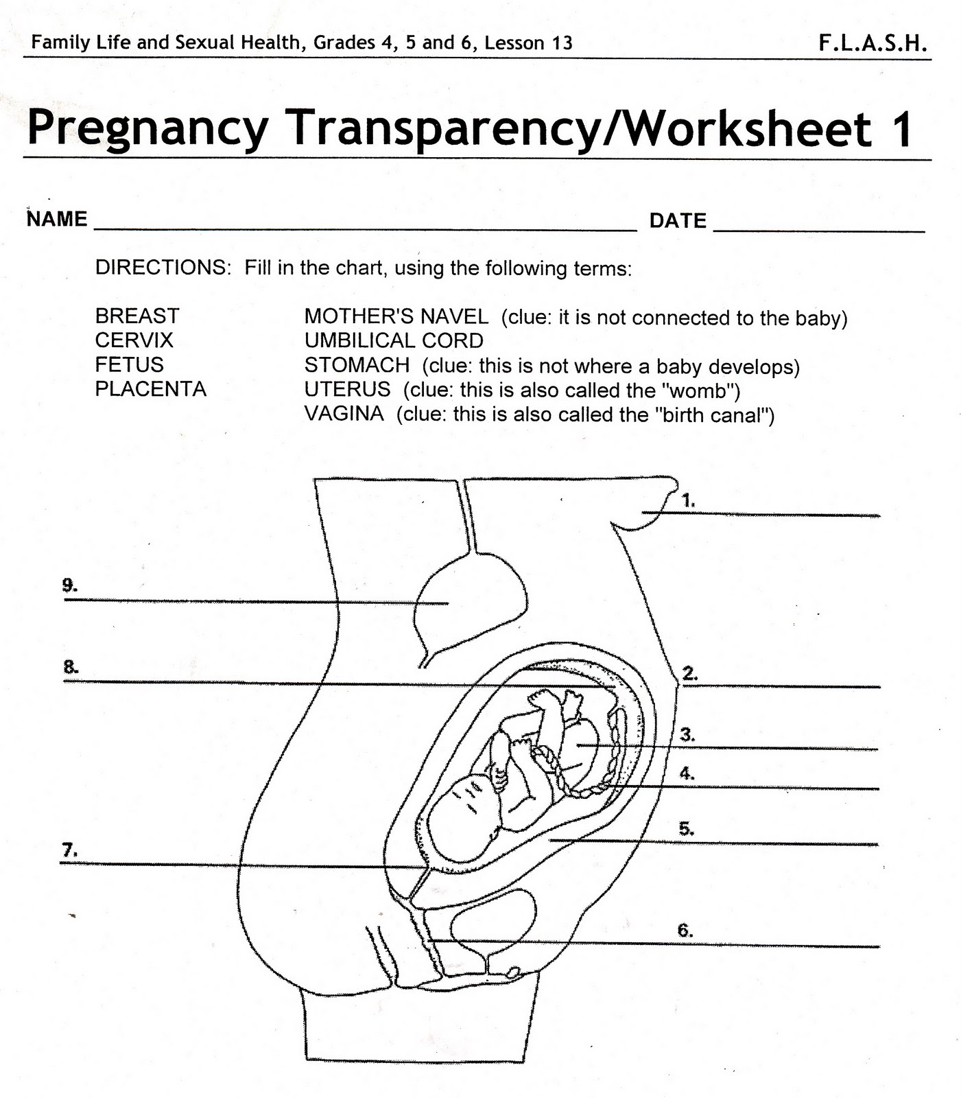 stages-of-prenatal-development-worksheet