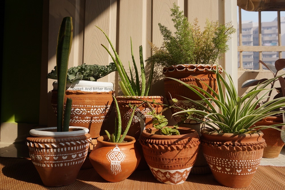 Earthen planters are among the most favored choice for Indian Gardeners, they help keep plant root zone cool during summers and are eco friendly.