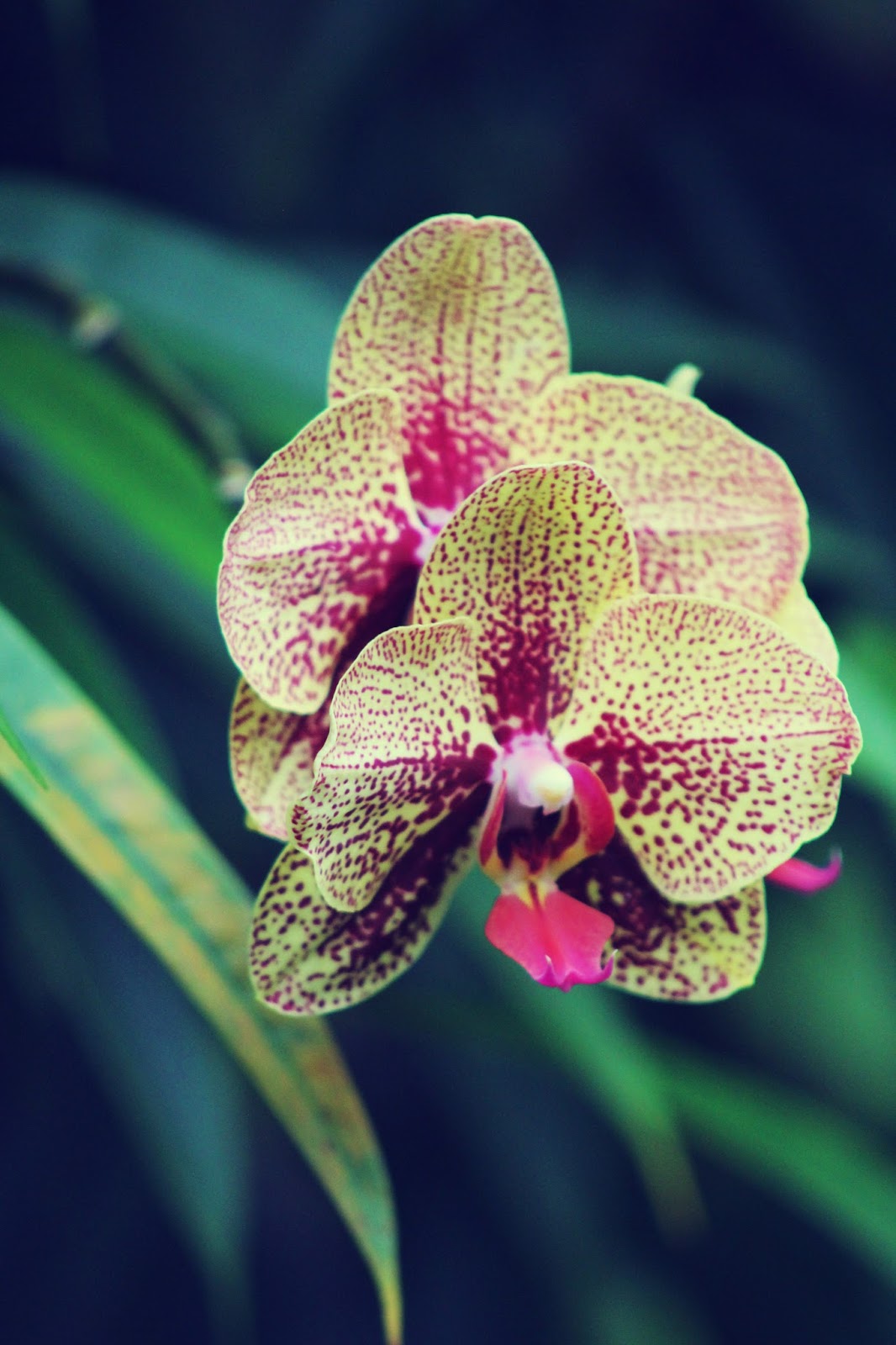 Photo Shoot Orchids!