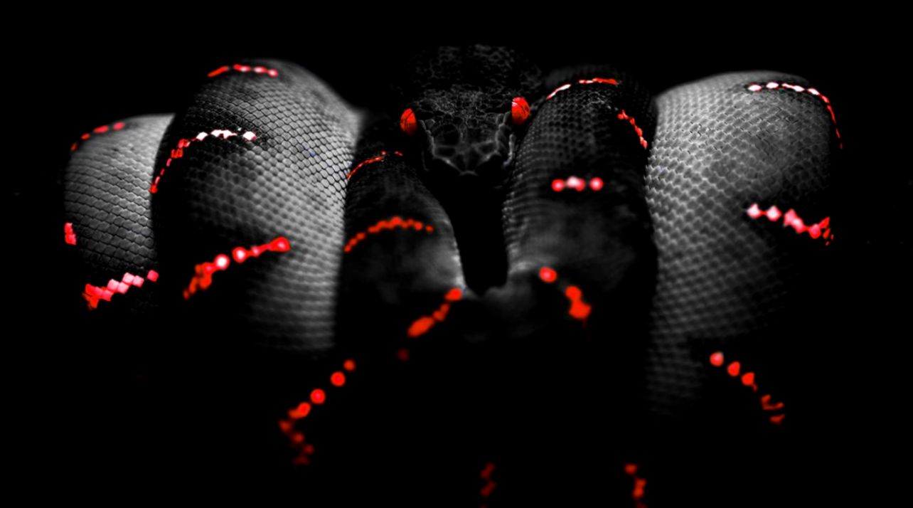 Red Snake Wallpaper | Amazing Wallpapers