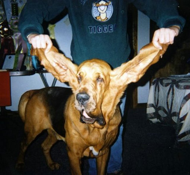 Sagomon Awesome Guinness World Records Funny Images