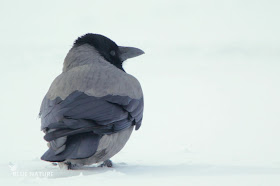 Corneja cenicienta - Hooded crow - Corvus cornix. Completamente bicolor, con un gris cenizo y un negro típico de córvido.