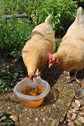 chickens beetles berries beetle buffs eat japanese bug gardening garden bugs coop roof why them control communitychickens feed