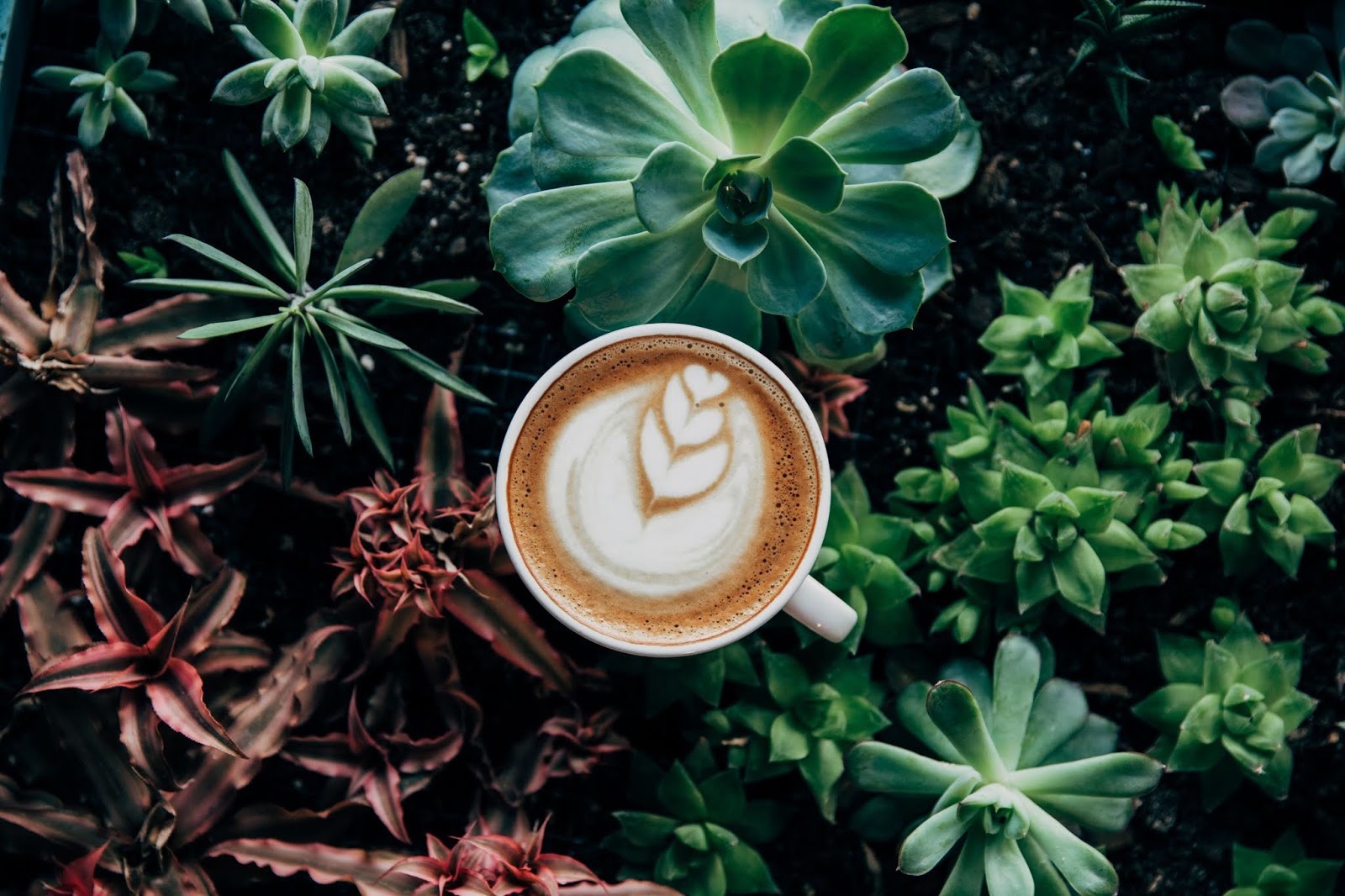 Coffee and Your Garden