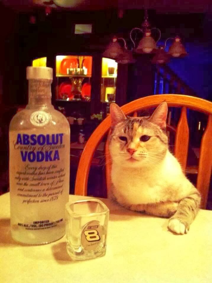 Funny cats - part 92 (40 pics + 10 gifs), cat and a bottle of vodka