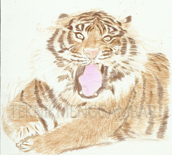 Sketsa Gambar Binatang Harimau Yang Mudah Diedit