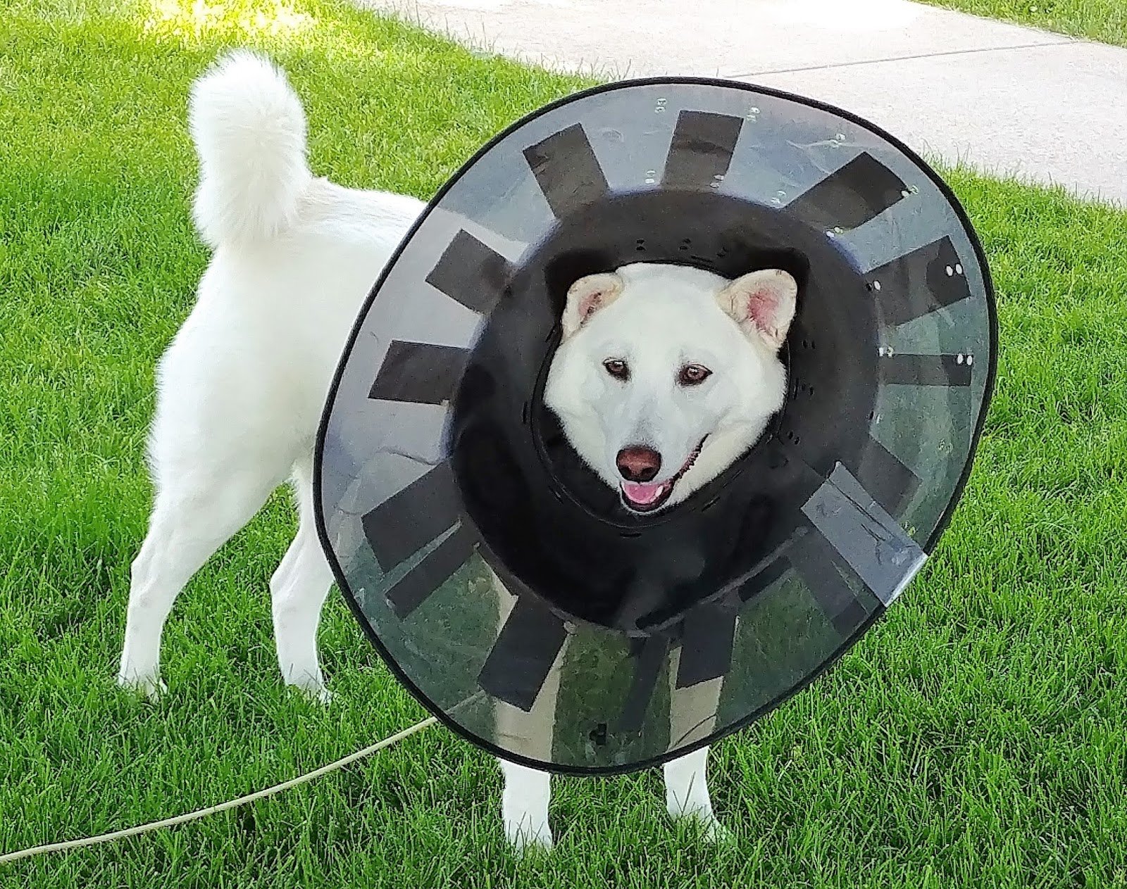 Reach Upward The dog, paw surgery, bandage, and cone drama