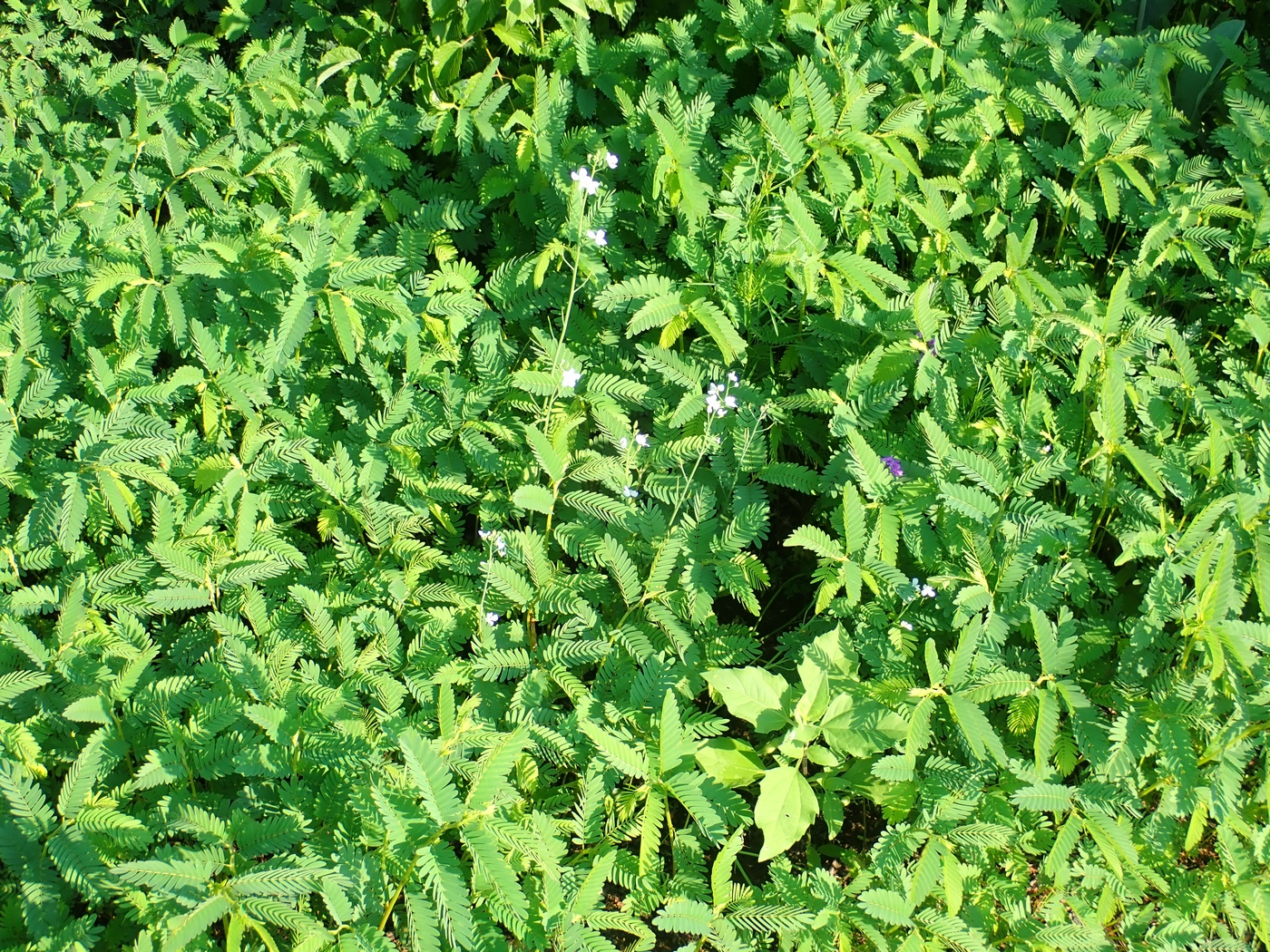 Box Elder Any Umbellifers Any Umbellifers