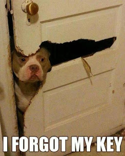 78+ Funny Animals Pics Photos Gallery Wallpaper images Download 8