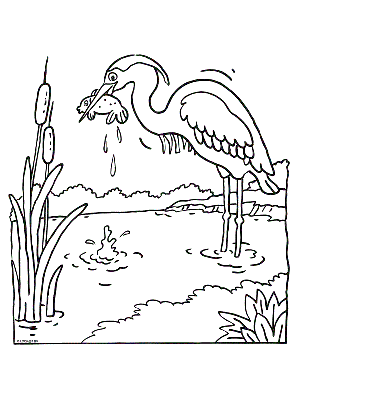 Beauyiful Swan Colour Drawing HD Wallpaper
