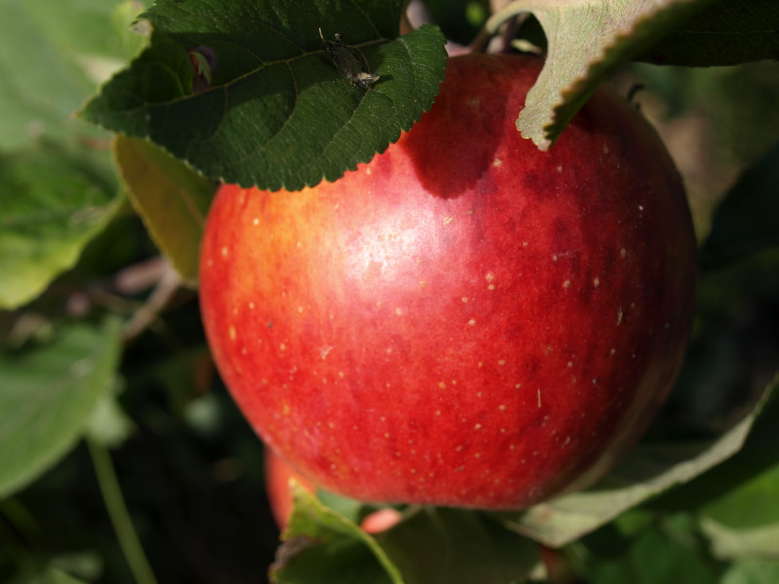 Imágenes de árboles de manzanas Imagui