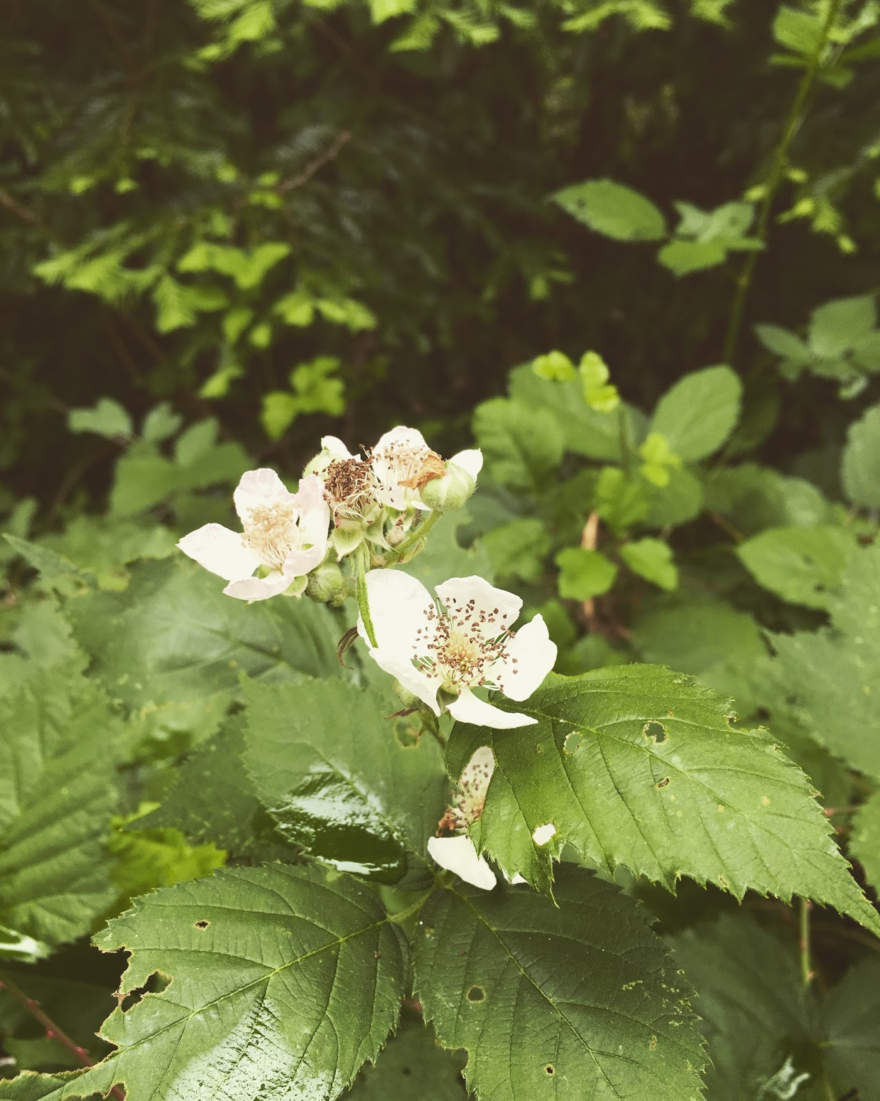 An Introduction To The Wild Plants Of Northern California