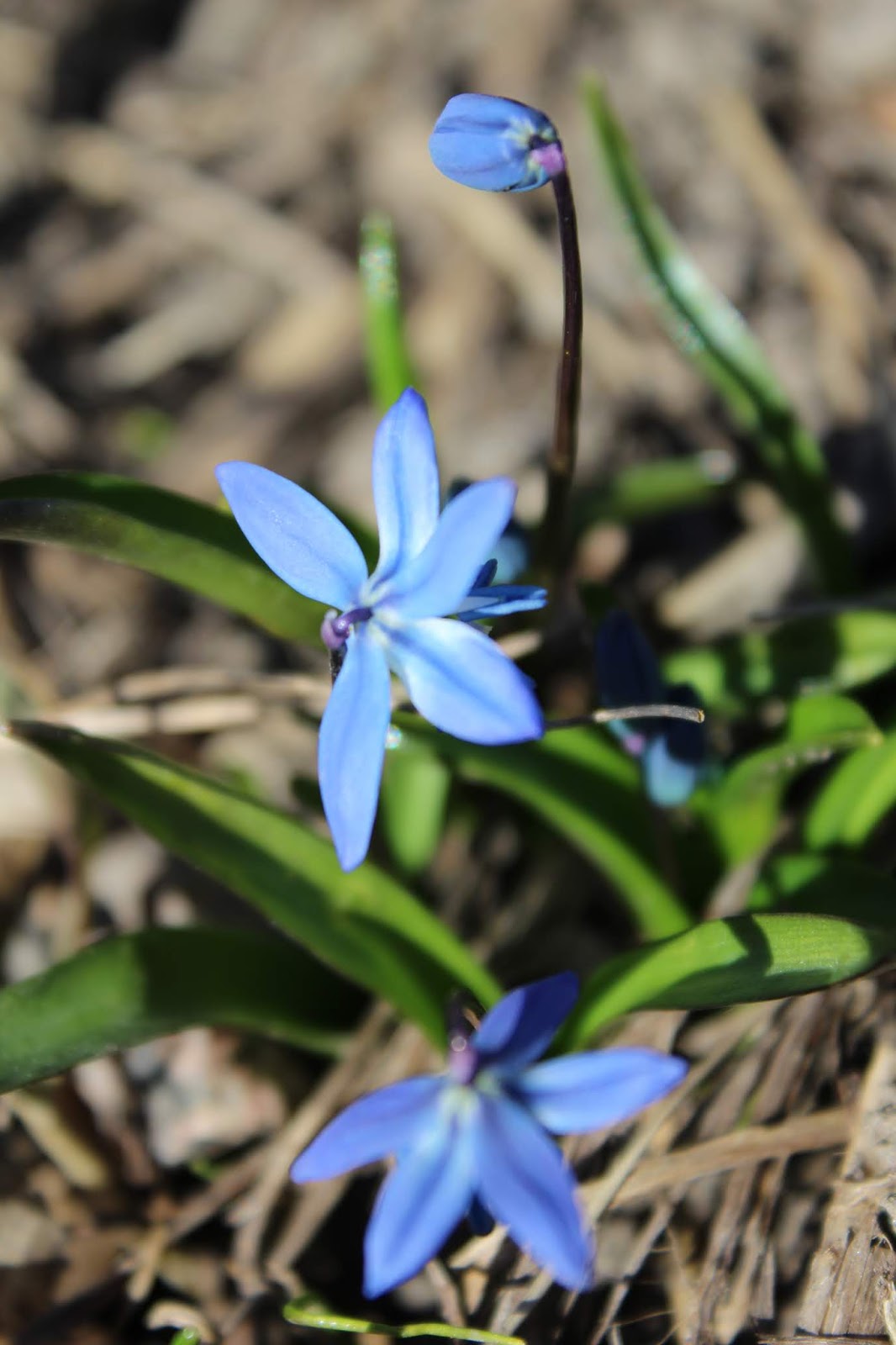 Kukka A flower / KAHDEN TALON VÄKEÄ